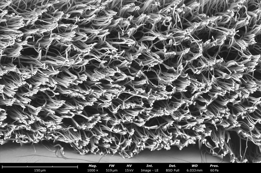 This micrograph shows the cross-section of electrospun polylactide acid (PLA) made using a Spinbox equipment at 1,000 rpm. Thanks to the high glass transition temperature of PLA, the sample preparation to visualize the cross-section only required a simple cut with a scalpel. Other polymers need to be freeze fractured to prevent smearing from happening. Electrospun PLA fibers are typically used for wound healing and drug delivery applications, along with coating medical devices.