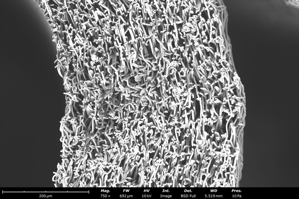 Backscattered electron micrograph of a tubular structure made out of polycaprolactone (PCL) with the Fluidnatek LE-100 BioTubing. The cross-sectional image was obtained by freeze fracturing PCL with liquid nitrogen. If cut at room temperature, the sample will smear, and the microstructure was not going to remain intact as its glass transition temperature is -60°C.